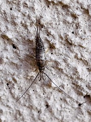 Archaeognatha