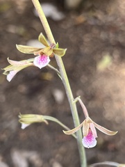 Eulophia graminea