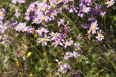 Senecio umbellatus