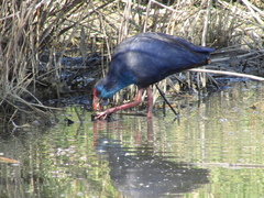 Porphyrio porphyrio