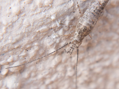 Archaeognatha