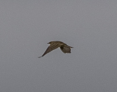 Alauda arvensis