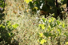 Aspalathus retroflexa