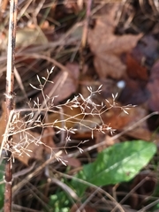 Agrostis capillaris