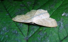 Scopula incanata