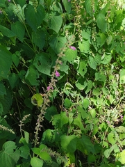 Aloysia macrostachya