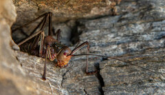 Acanthoplus longipes