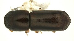Xyleborus glabratus