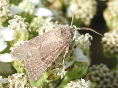 Lacinipolia erecta