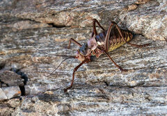 Acanthoplus longipes