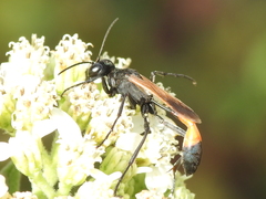 Ammophila placida