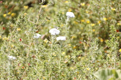 Aspalathus retroflexa