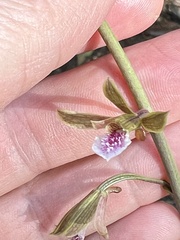 Eulophia graminea