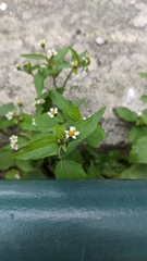 Galinsoga quadriradiata