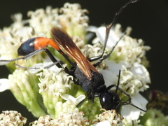Ammophila placida