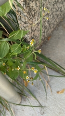 Galinsoga quadriradiata