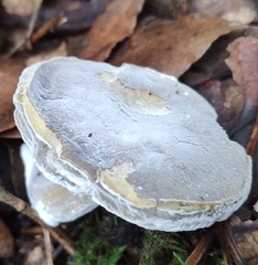 Hypomyces microspermus