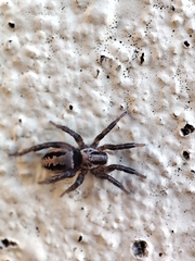 Berlandina corcyraea