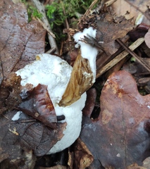 Hypomyces microspermus