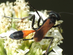 Ammophila placida