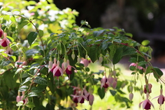 Fuchsia