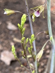 Eulophia graminea