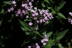 Pentas