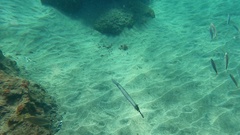 Aulostomus strigosus