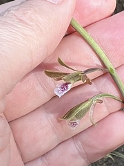 Eulophia graminea