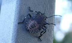 Halyomorpha halys