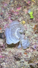 Padina pavonica