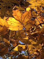 Carya tomentosa