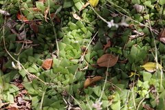 Haworthia cymbiformis