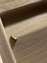 Coelostathma discopunctana