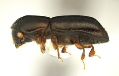 Xyleborus glabratus