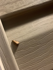 Coelostathma discopunctana