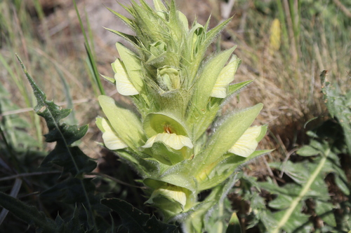 Image of Acanthus hirsutus by (c) Edmundas Greimas, some rights reserved (CC BY)
