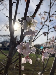 Prunus