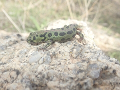 Triturus pygmaeus