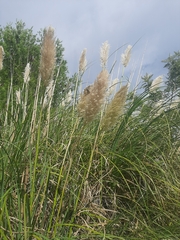 Cortaderia selloana