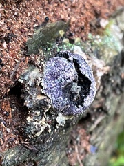 Nectriopsis violacea