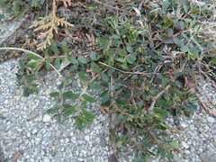 Euphorbia maculata
