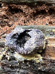 Nectriopsis violacea