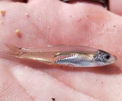 Gilchristella aestuaria