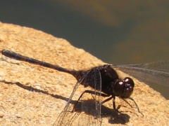 Erythemis plebeja