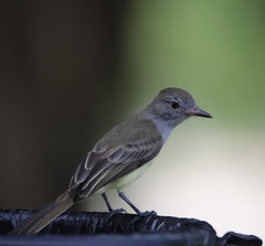 Myiarchus panamensis