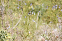 Lobelia comosa
