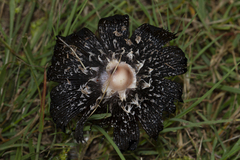 Coprinus calyptratus