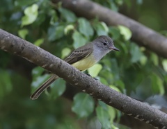 Myiarchus panamensis