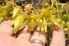 Cotyledon campanulata